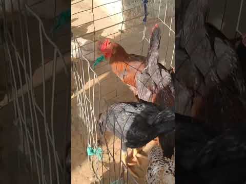 feira de galinhas em palmeira dos índios. Alagoas