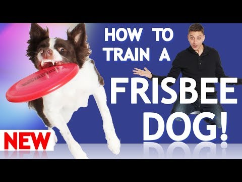 Comment dresser votre chien à jouer au Frisbee !