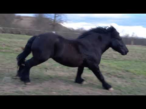 Armasarul lui Adi de la Nimaiesti județul Bihor.