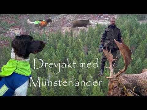 Drevjakt på dovhjort & vildsvin med Münsterländer - Driven hunt for fallow deer & wild boar