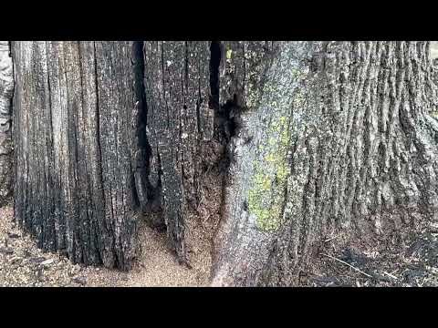 Tree Infested with Carpenter Ants in Hillsborough, NJ