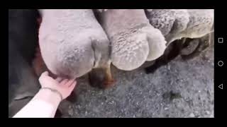 sheep booty