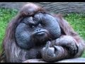Give The Finger To Digital Distribution With Koko The Gorilla WTF BOOM
