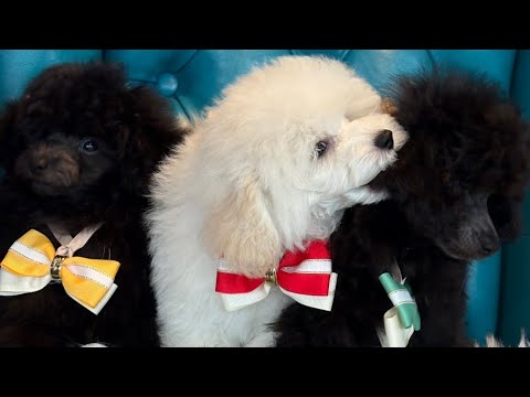 [Calm Morning] #Toy Poodle Life #Shoma Uno #Itsuki Uno #Uno1OneChannel #FigureSkating