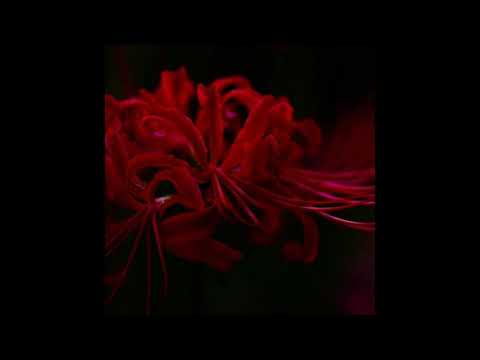 Kankitsu (Lime) - Radiata