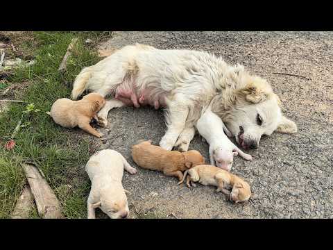 The youngest puppy, left behind, created a chance for the entire family to survive #dog #puppy