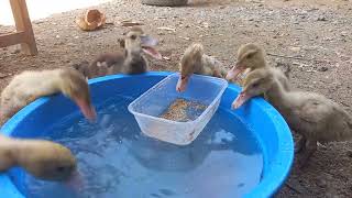 Happy Cute Funny Duck 🇺🇸 😂🦆