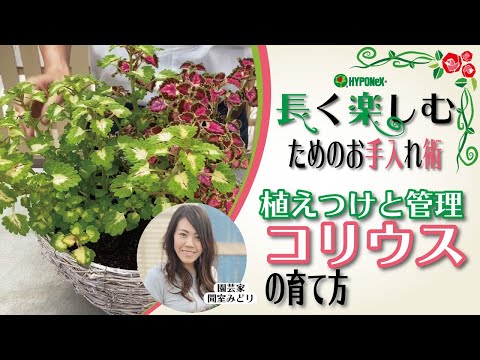 園芸 コリウス、コリオール