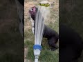 Dog Loves This Water Drinking GAME