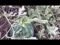 Crimson King Orion Water Melon Suffered During The Drought Suzie S Jamaica Vibz