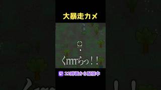 カメさんテクテクでワロタ
