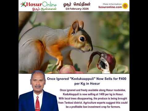 Once Ignored Kodukkappuli Now Fetches ₹400 per Kg in Hosur