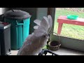 Cockatoo And Mom Debate Day S Agenda Visible Sighting Of Egg In Nest And Nap Time