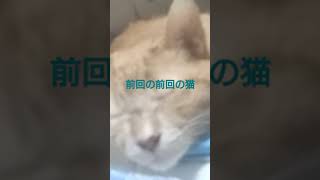 眠い猫