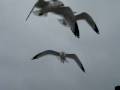 Walmart Seagulls