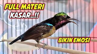 Download lagu SUARA BURUNG KOLIBRI NINJA GACOR FULL ISIAN ROLL TEMBAK !! PANCINGAN KONIN BAHAN AGAR CEPAT EMOSI mp3