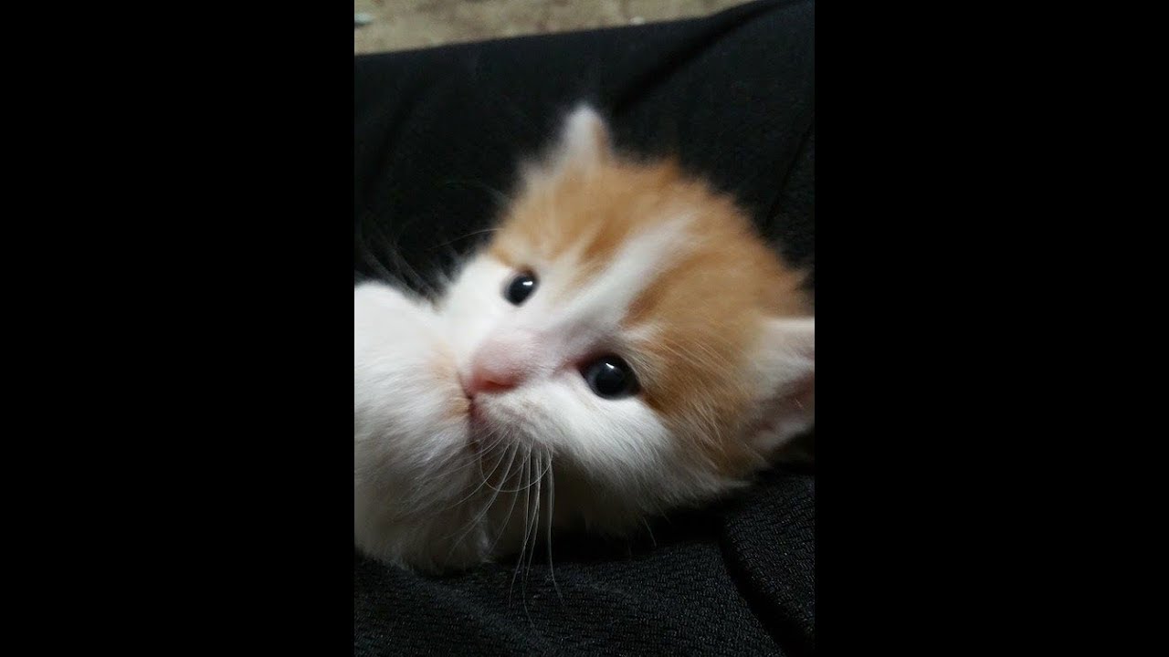 小さすぎて、母猫が一度諦めた子猫。保護主さんにより一生懸命な看護で、1週間後に奇跡の再会・・・！【nekoの部屋】