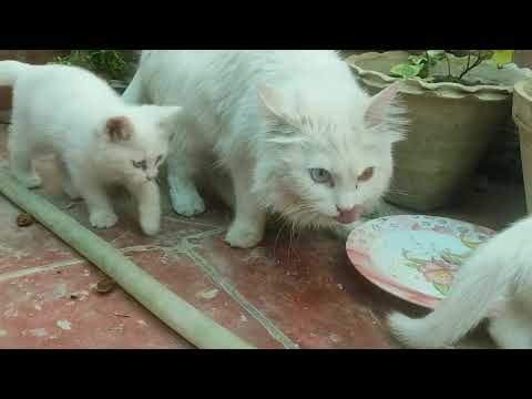 Miew cat having different colored eyes taking meal with her kittens