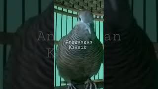 Download lagu Suara Perkutut Cemani Hitam Kol Buntet Gacor #shorts mp3 Download lagu Suara Perkutut Cemani Hitam Kol Buntet Gacor #shorts mp3