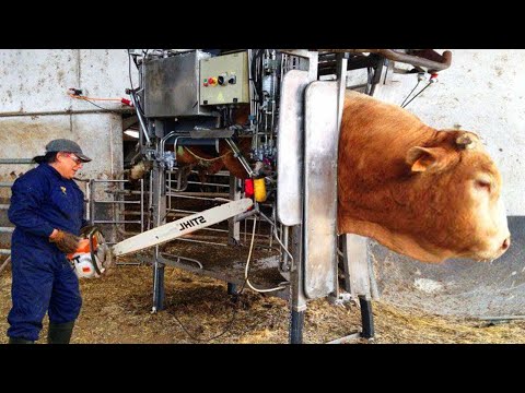 Amazing Modern Automatic Cow Farming Technology - Fastest Feeding, Cleaning and Milking Machines ▶3