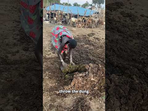 Cow Farm - Beer Softened Stool