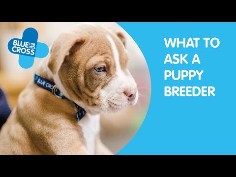 What To Ask a Puppy Breeder | Blue Cross