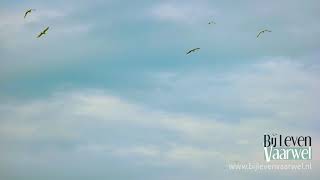 Zeg me dat het niet zo is (VaarwelMuziek)