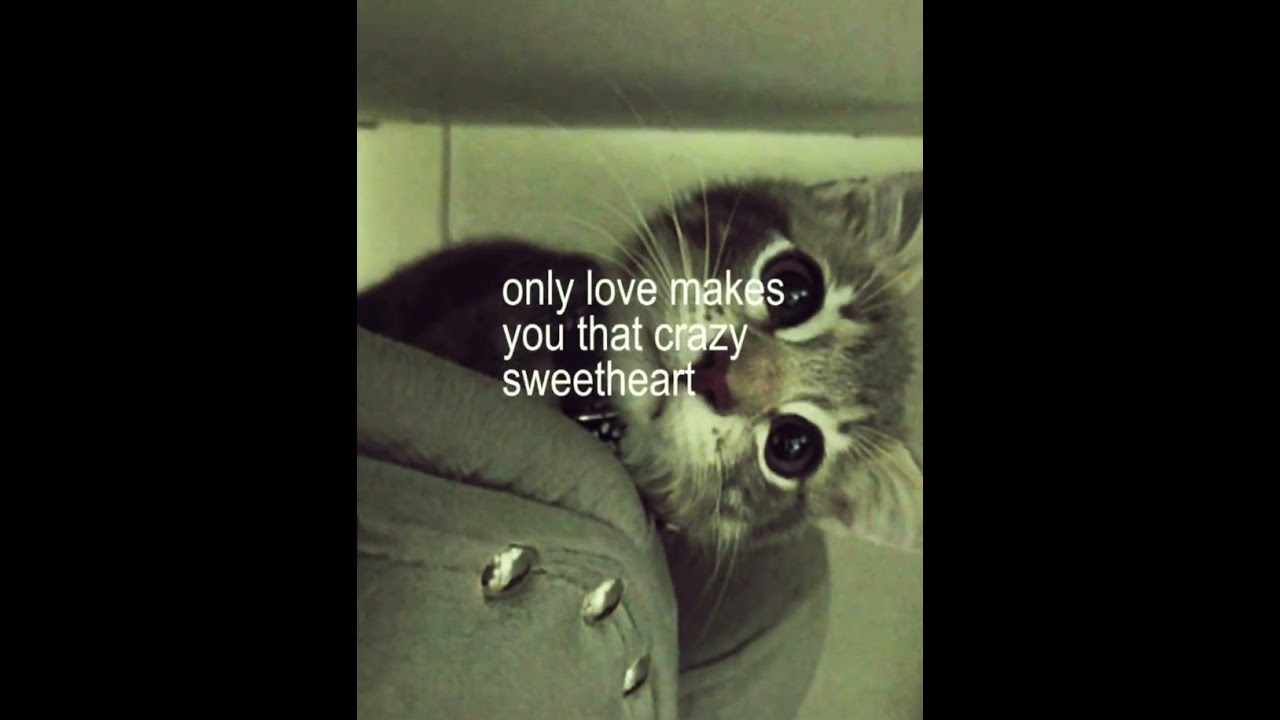 and that damn stupid.. | #myphotos  #lyrics #sad #cat #makemefamous #foryou