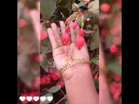 Hii friends 😍..... flower gadan #Munoor#kerala#Flower gadan#Sabika edit😍...