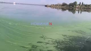В Южном Буге «зацвела» вода - и это не водоросли (фото, видео)