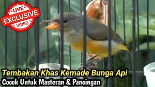 Download lagu SUARA BURUNG KEMADE BUNGA API mp3 Download lagu SUARA BURUNG KEMADE BUNGA API mp3