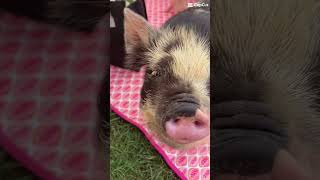 Download lagu Random ahhhhh piglet mp3 Download lagu Random ahhhhh piglet mp3