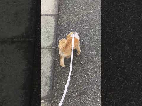 経営学科 グイグイ進むトイプードル10ヶ月 #toypoodle #puppy #poodle #トイプードル