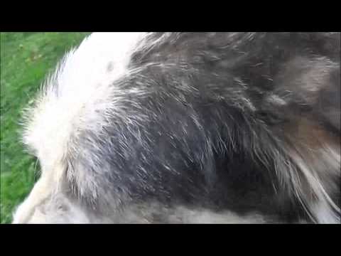 Dimineata, in Valea Inzelului