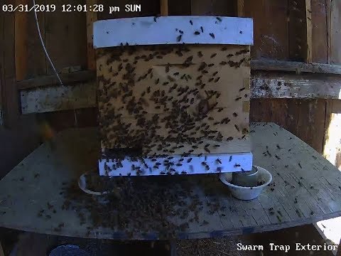 Watch a Swarm Move Into My Swarm Trap!!!!