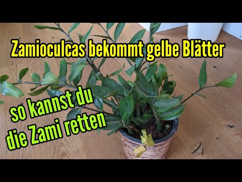 Zamioculcas bekommt gelbe Blätter und knickt ab Was tun Das hast du falsch gemacht