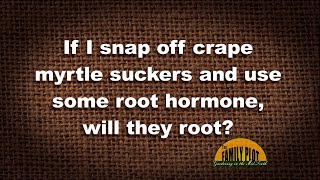 Q&A –Can I root a crape myrtle sucker?