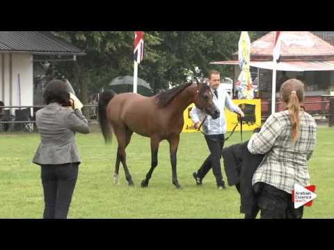 N.102 SHADI AL KHALEDIAH - Ströhen 2015 B-Show - Colts 3 years old (Class H)