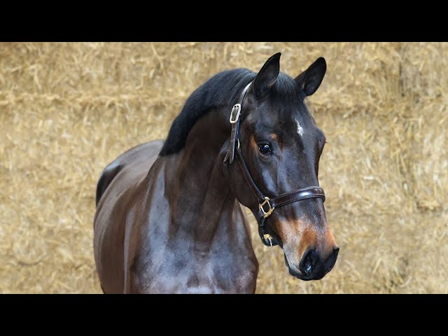 UNDER SADDLE VIDEO