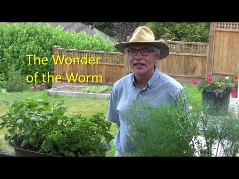The Wonder of the Worm