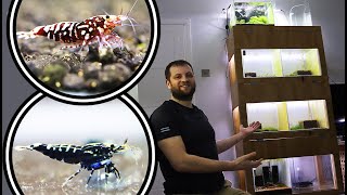 Two Stunning CARIDINA SHRIMP tank setups - Red Galaxies and Black Pintos