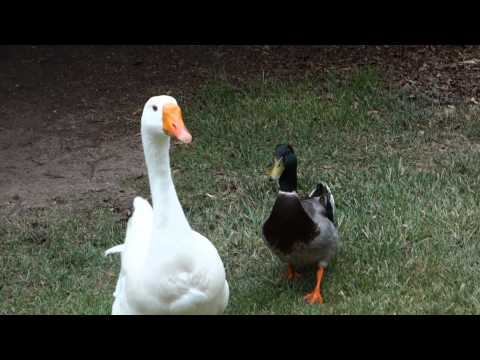 Unlikely Animal Friends a Goose and Duck Hang Out and Talk