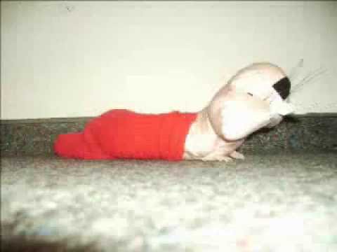 Nacktmullen Modenschau