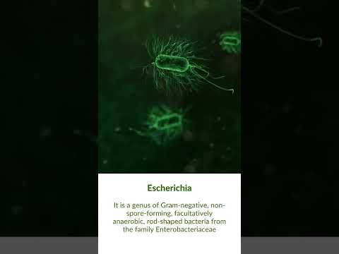 What is Escherichia Bacteria?