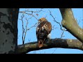 A Red Tailed Hawk And An American Kestrel S Call Governors Island