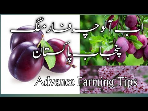 Alocha tree Farming in Punjab Pakistan 2022 || Planting Plum trees 2022 ||