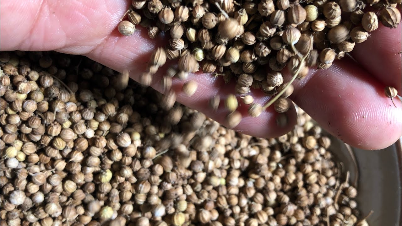 Semilla de cilantro cosecha