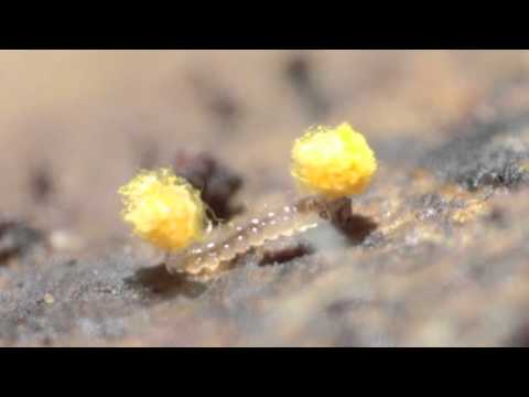 Forcipomyia species of Ceratopogonidae/ Biting midge larva