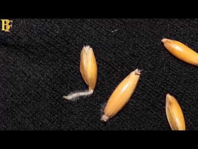 Видео Произношение Hordeum vulgare в Английский
