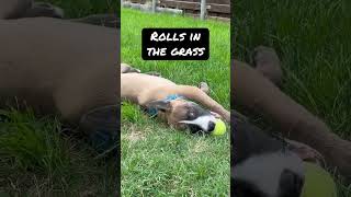 Video preview image #1 American Staffordshire Terrier-Unknown Mix Puppy For Sale in McKinney, TX, USA